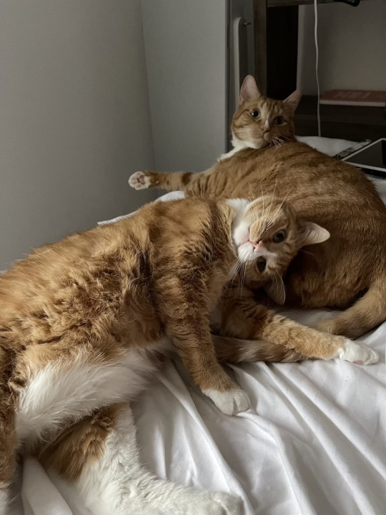 Two orange cats. One is stretched out and resting her head on the other's leg.